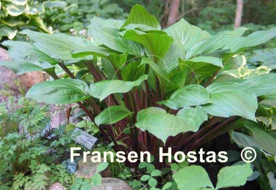 Hosta Crimson Desire